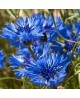 hydrolat de bleuet pour les yeux et la peau