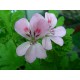 Huile essentielle geranium rosat