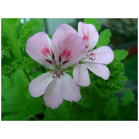 Huile essentielle geranium rosat