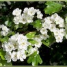 Bourgeon Aubépine