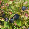 Bourgeon Myrtillier