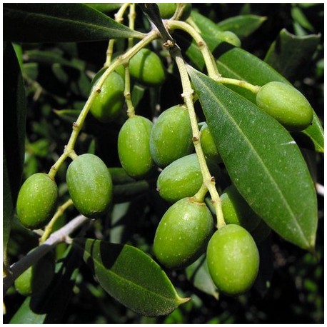 olivier macérat glycerine