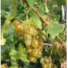 Bourgeon Vigne - Gemmothérapie