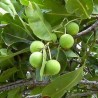 Huile végétale Calophylle bio