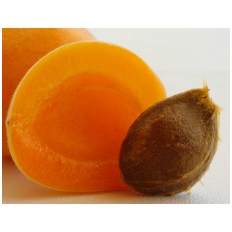 Huile de noyau d'abricot bio : nourrissante 