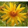 Huile d'arnica bio