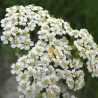 Achillée millefeuille- 60ml : Extrait Phyto