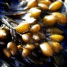 Fucus vésiculeux - 50ml : Extrait Phyto