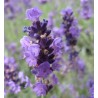Lavande Vraie - 50ml : Extrait Phyto