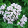 Valériane - 50ml : Extrait Phyto
