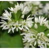 Ail des Ours - 50ml : Extrait Phyto