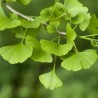 Ginko Biloba : micro circulation
