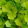 Bourgeon Gingko Biloba