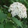 Bourgeon Viorne Lantane